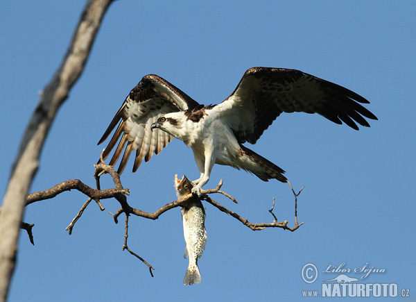 Kršiak rybožravý (Pandion haliaetus)