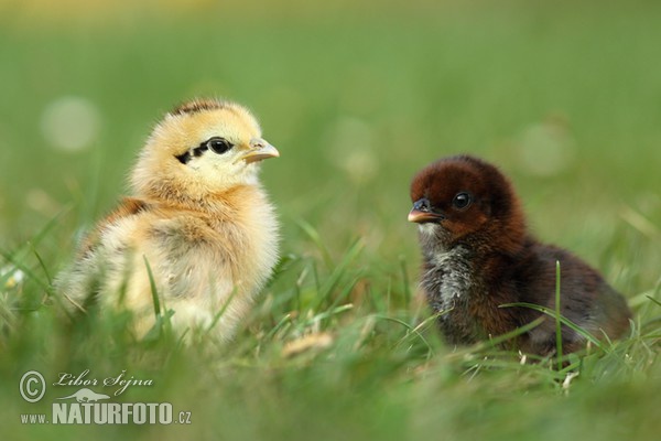 Kur domácí - kuřátka (Gallus domesticus)