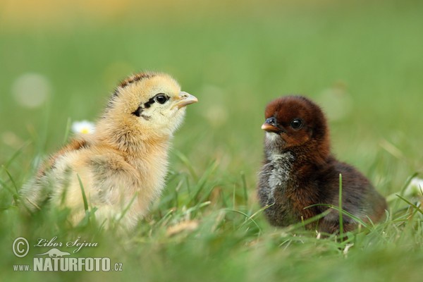 Kur domácí - kuřátka (Gallus domesticus)