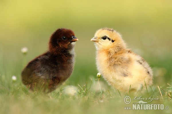 Kur domácí - kuřátka (Gallus domesticus)