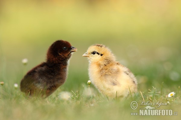 Kur domácí - kuřátka (Gallus domesticus)