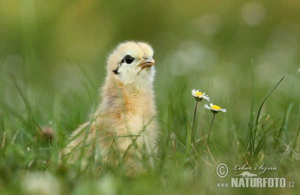 Kur domácí - kuřátko (Gallus domesticus)