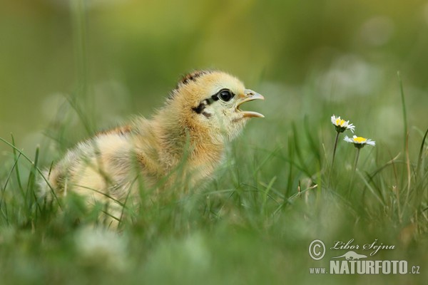 Kur domácí - kuře (Gallus domesticus)