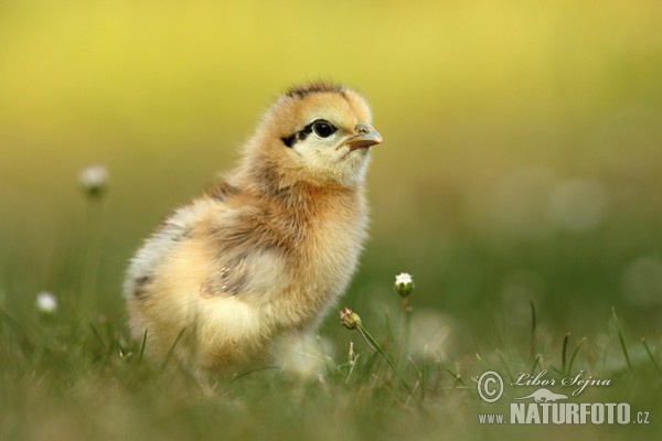 Kur domácí - kuře (Gallus domesticus)