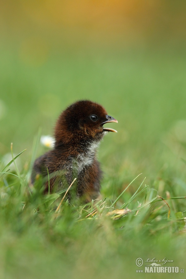 Kura domáca (Gallus domesticus)