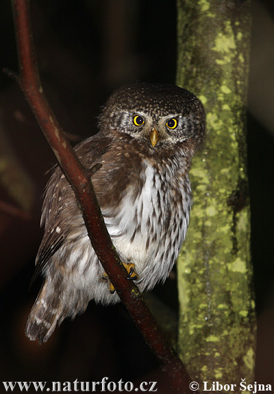 Kuvičok vrabčí (Glaucidium passerinum)