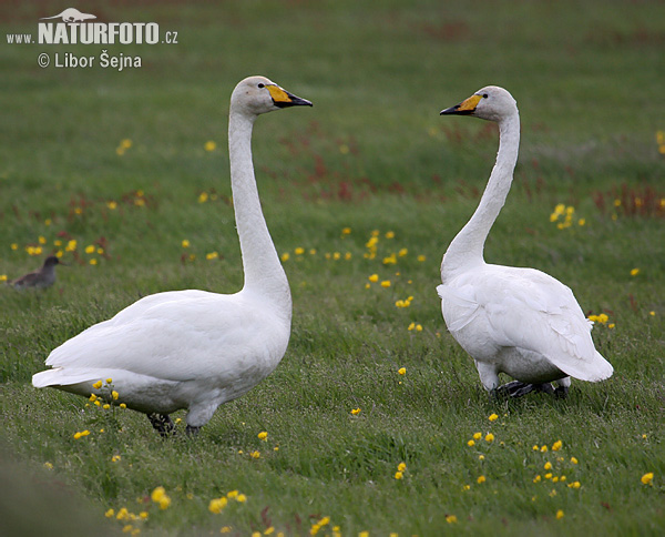 Labuť spevavá (Cygnus cygnus)