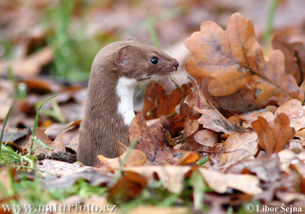 Lasica obyčajná (Mustela nivalis)