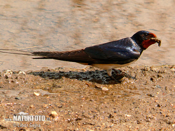 Lastovička domová obyčajná (Hirundo rustica)