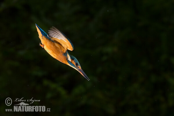 Ledňáček říční (Alcedo atthis)