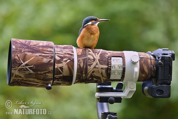 Ledňáček říční (Alcedo atthis)