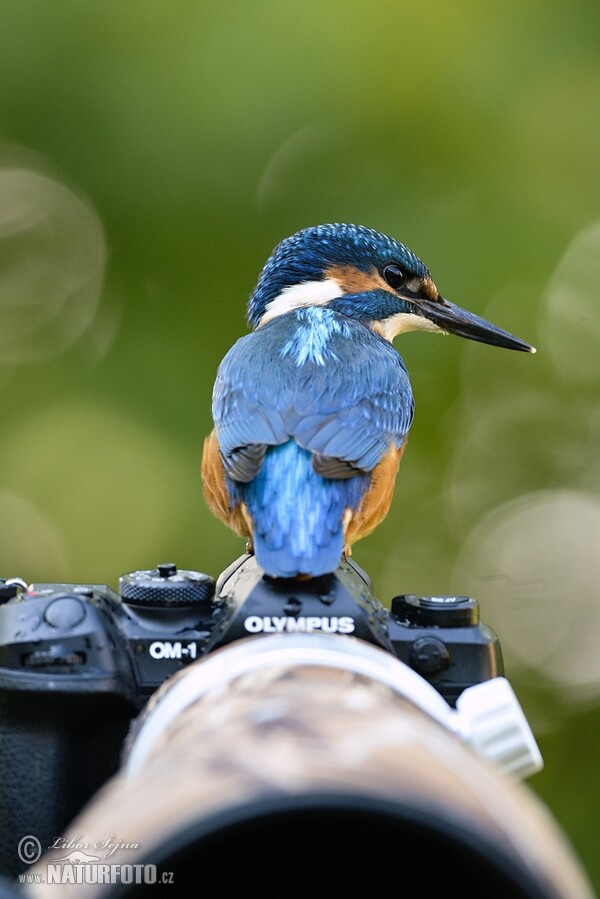 Ledňáček říční (Alcedo atthis)