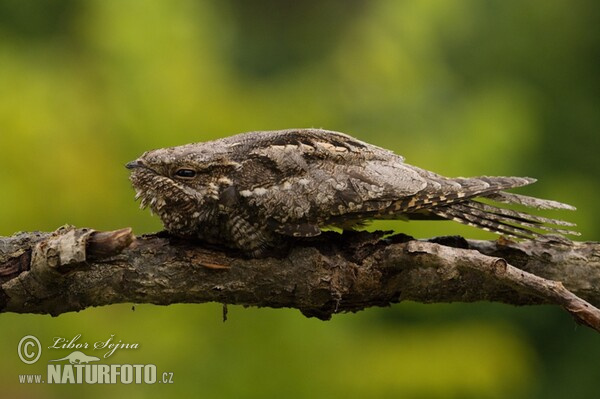 Lelek lesní (Caprimulgus europaeus)