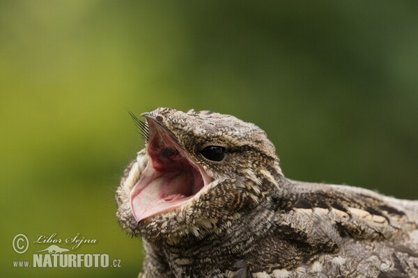 Lelek lesní (Caprimulgus europaeus)