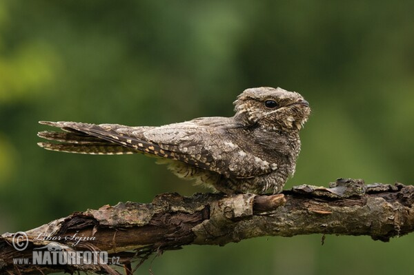 Lelek lesný (Caprimulgus europaeus)