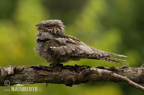 Lelek lesný (Caprimulgus europaeus)