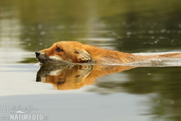 Líška hrdzavá (Vulpes vulpes)