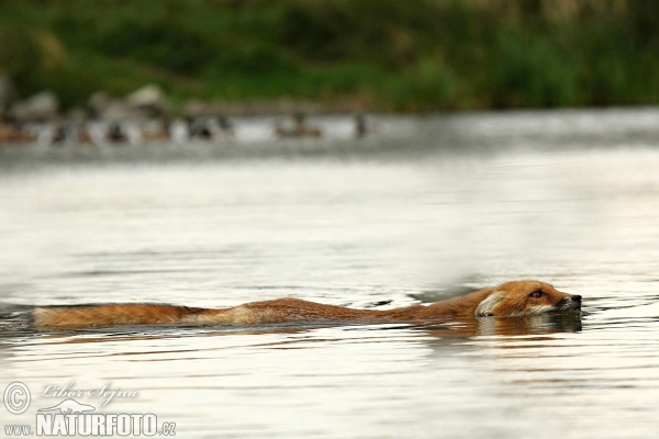 Líška hrdzavá (Vulpes vulpes)