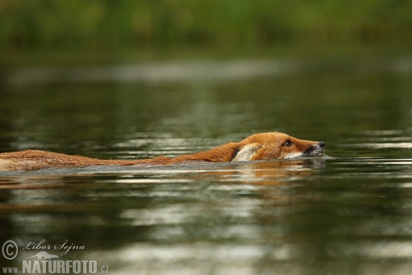 Líška hrdzavá (Vulpes vulpes)