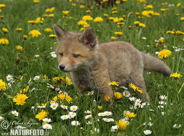 Líška hrdzavá (Vulpes vulpes)