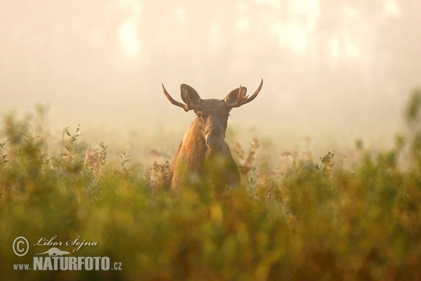 Los mokraďový (Alces alces)