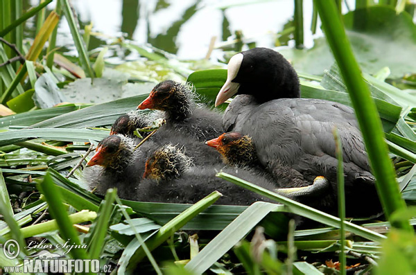 Lyska čierna (Fulica atra)