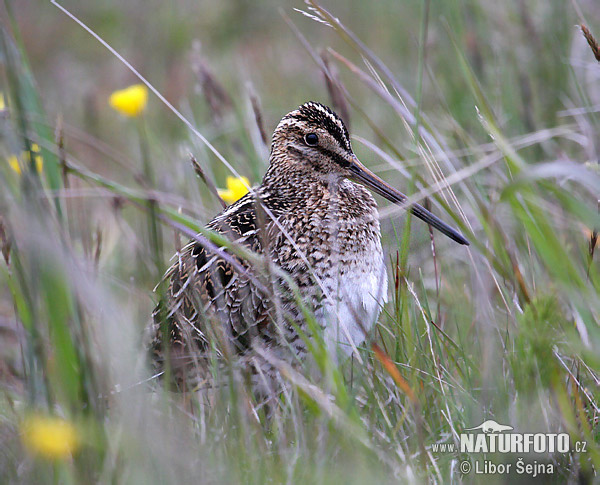 Močiarnica mekotavá (Gallinago gallinago)