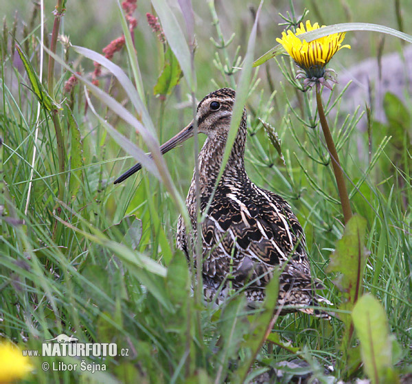 Močiarnica mekotavá (Gallinago gallinago)