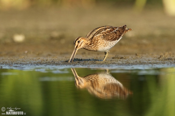 Močiarnica mekotavá (Gallinago gallinago)