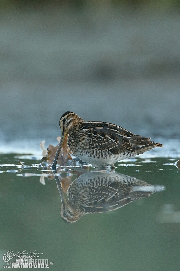 Močiarnica mekotavá (Gallinago gallinago)