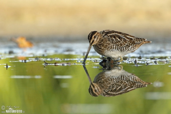 Močiarnica mekotavá (Gallinago gallinago)