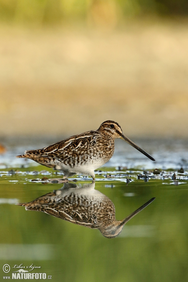 Močiarnica mekotavá (Gallinago gallinago)