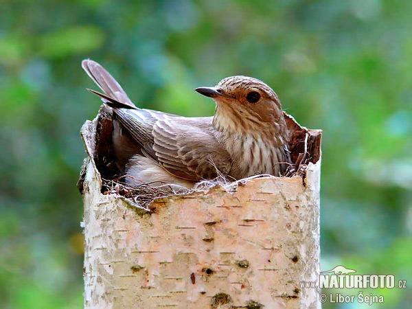 Muchár sivý (Muscicapa striata)