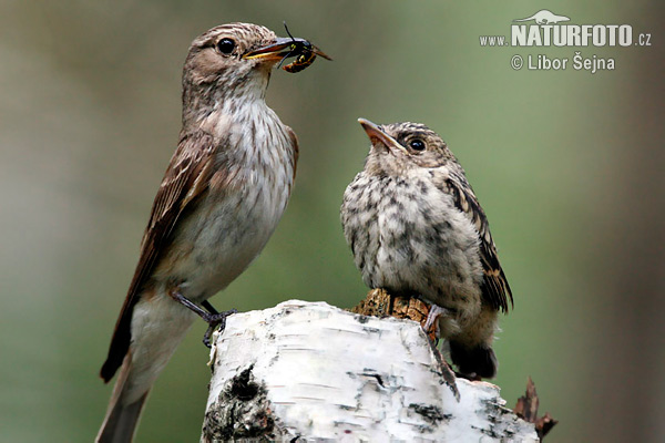 Muchár sivý (Muscicapa striata)