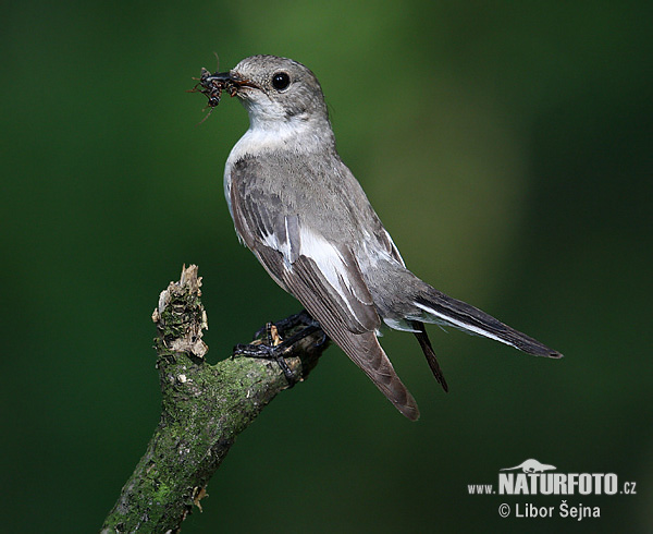 Muchárik biekokrký (Ficedula albicollis)