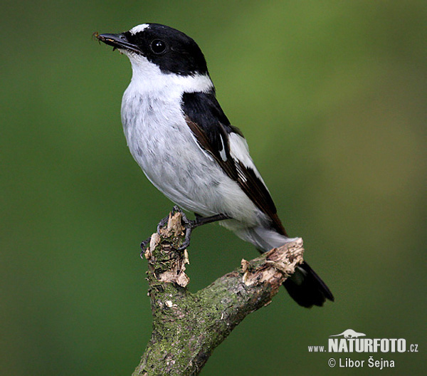 Muchárik biekokrký (Ficedula albicollis)