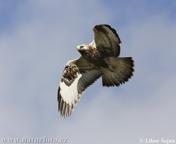 Myšiak severský (Buteo lagopus)