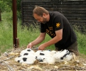 Čáp bílý - kroužkování (Ciconia ciconia)