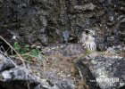 Dřemlík tundrový (Falco columbarius)
