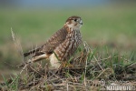 Dřemlík tundrový (Falco columbarius)