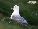 Fulmar ľadový