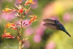 Kolibřík purpurový