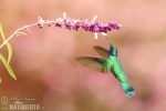 Kolibřík zelený (Colibri thalassinus)