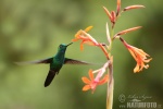 Kolibřík zelený (Colibri thalassinus)