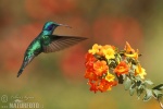 Kolibřík zelený (Colibri thalassinus)