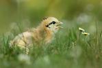 Kur domácí - kuře (Gallus domesticus)