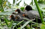 Lyska černá (Fulica atra)