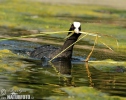 Lyska černá (Fulica atra)