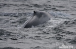 Plejtvák obrovský (Balaenoptera musculus)