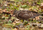 Sluka lesná (Scolopax rusticola)